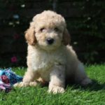 Education of a Poodle-how to educate a poodle