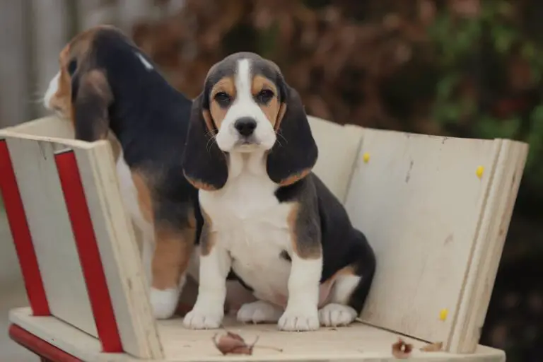 Find Your New Best Friend: Beagle Puppies for Sale in Belgium