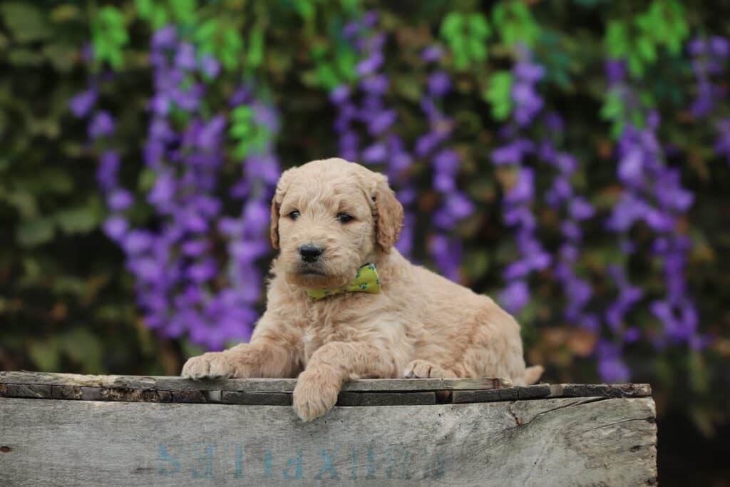 goldendoodle