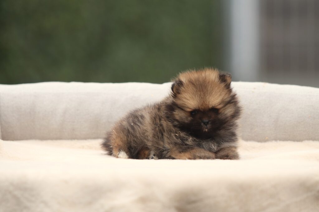 pomeranian