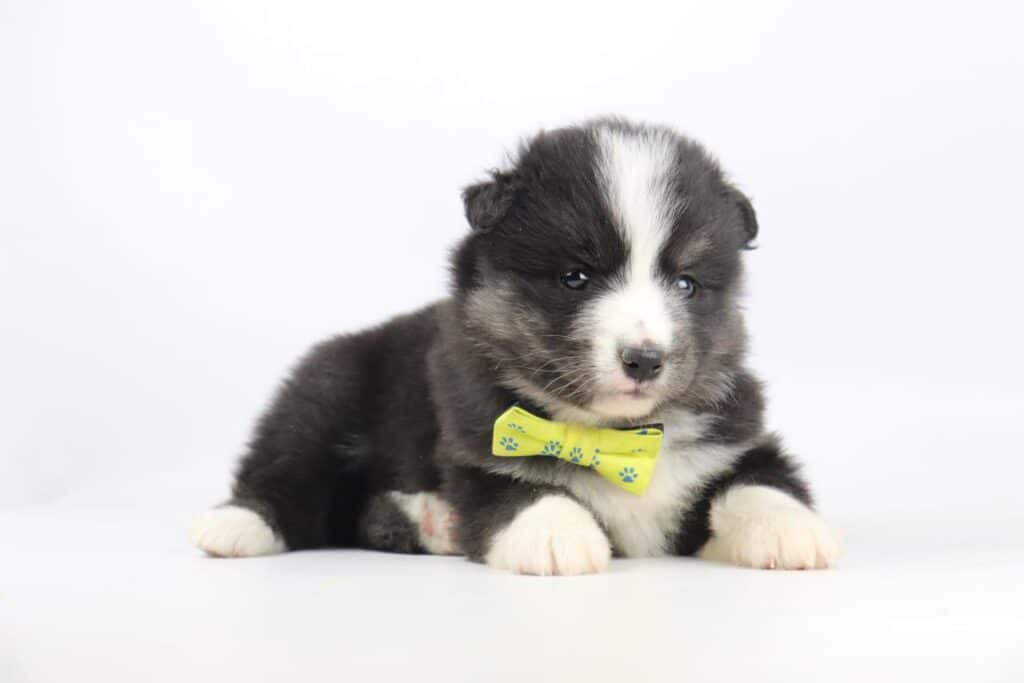 Pomsky Price Belgium
