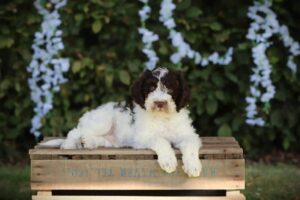 Beautiful Lagotto Romagnolo From Woefkesranch