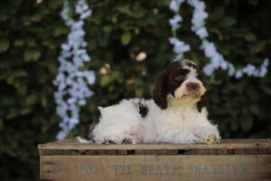 Lagotto Romagnolo Male