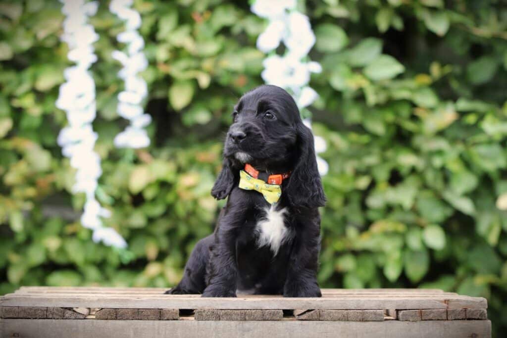 Beautiful English Cocker Spaniel From Woefkesranch