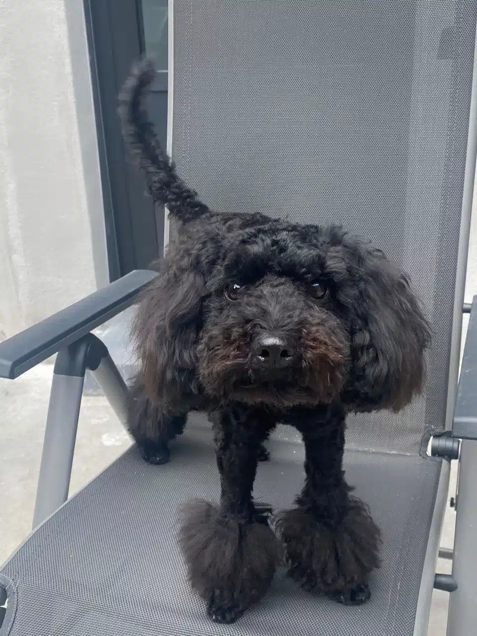 Dernière Génération Caniche