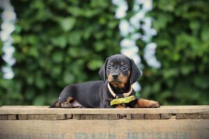 Short Haired Dachshund