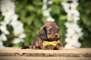 Long Haired Dachshund