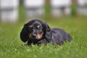 Latest Dachshund Breeding