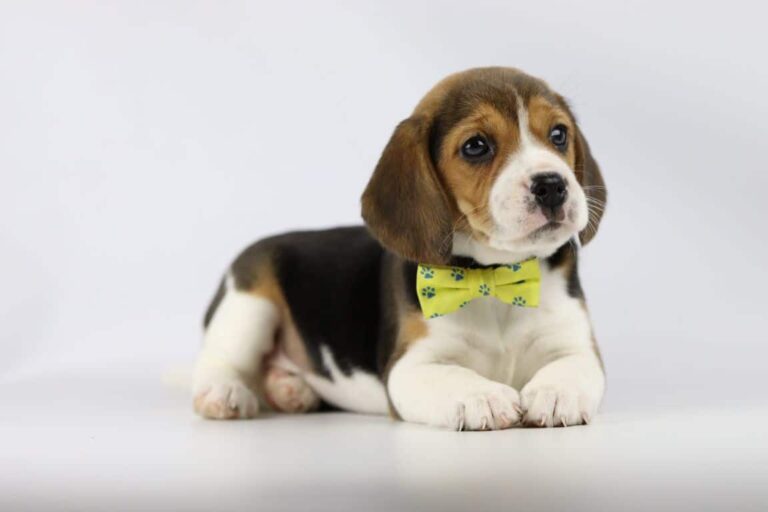 Beagle Character And Temperament