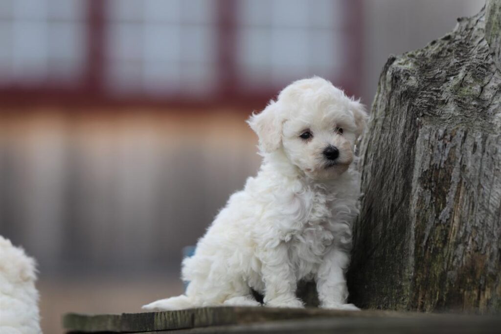 Chiot Maltipoo à vendre