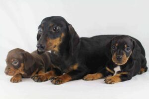 Dachshund Breeding Excellence