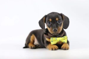 Short Haired Dachshund Character