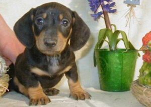 Dachshund Puppy Care
