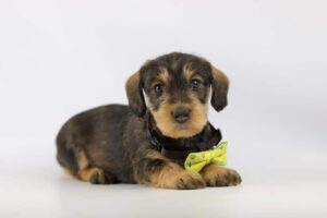 Wire Haired Dachshund