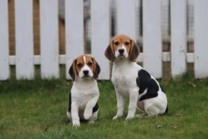Beagle puppies socialising together at Woefkesranch Luxembourg