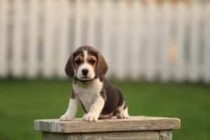 Beagle puppy at Woefkesranch Luxembourg - tricolor male beagle