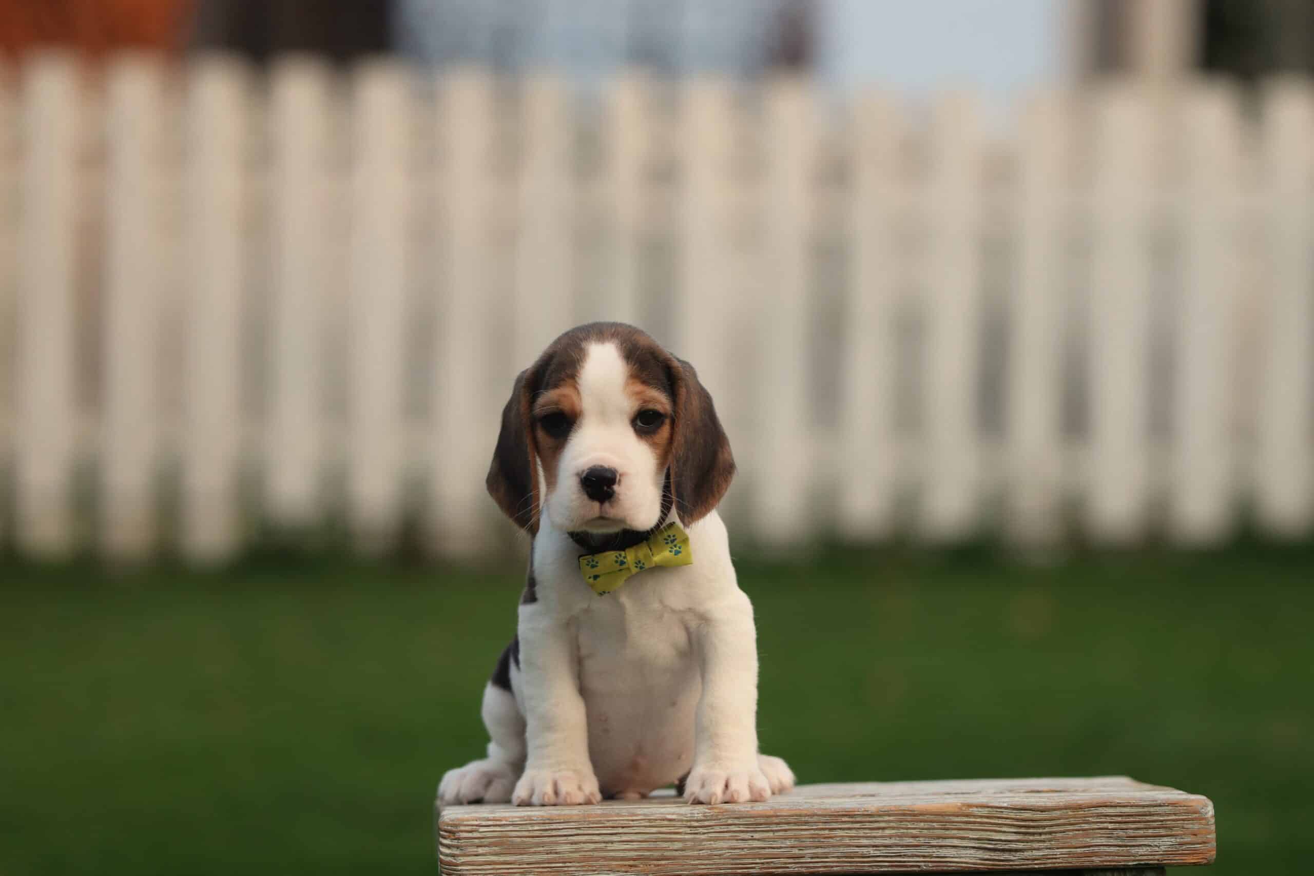 Beagle puppy portrait - Woefkesranch recognised beagle breeder