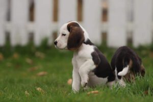 Healthy Beagle puppy from Woefkesranch Luxembourg - proper nutrition