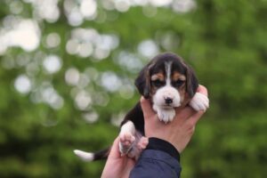 Newborn Beagle puppy at Woefkesranch Luxembourg - first weeks