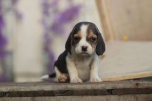 Purebred Beagle puppy at Woefkesranch Luxembourg
