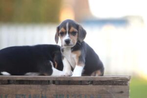 Beagle puppy from Woefkesranch - adaptable companion dog
