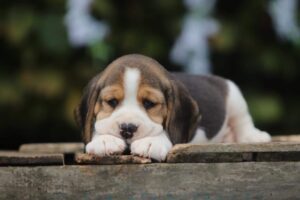 Energetic Beagle puppy from Woefkesranch Luxembourg