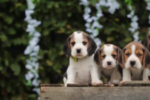 Dresser son chiot Beagle avec bienveillance - Woefkesranch Luxembourg