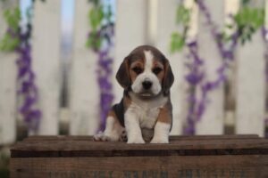 Beagle puppy from Woefkesranch Luxembourg kennel