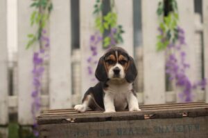 Happy Beagle puppies at Woefkesranch Luxembourg - ideal family dogs
