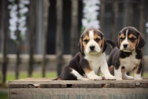 Chiot Beagle en bonne sante chez Woefkesranch - alimentation equilibree