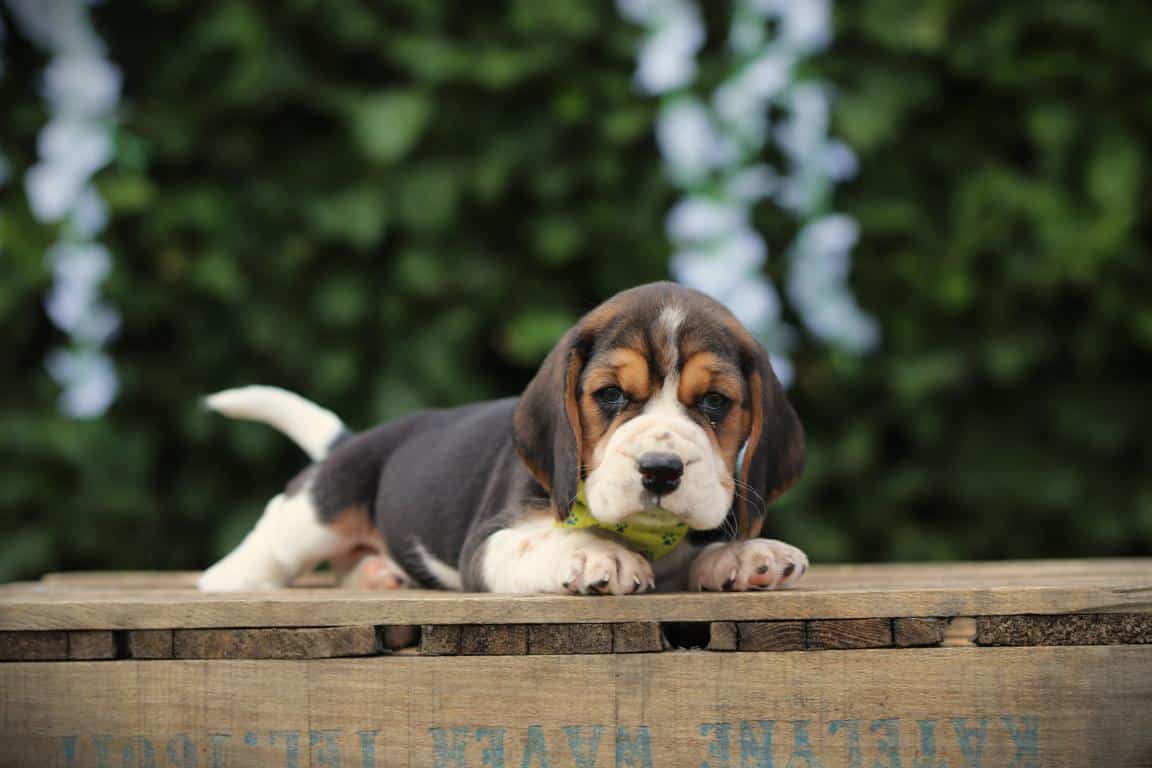 Beagle Recall Training: How to Teach Your Beagle to Come When Called — Woefkesranch Luxembourg