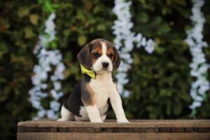 Beagle puppy from Woefkesranch Luxembourg - expert breeders