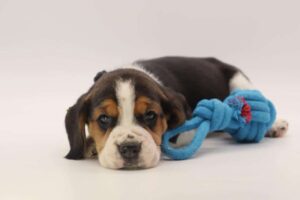 Beagle puppy from Woefkesranch Luxembourg learning good habits