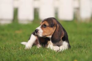 Young Beagle puppy from Woefkesranch ready for crate training