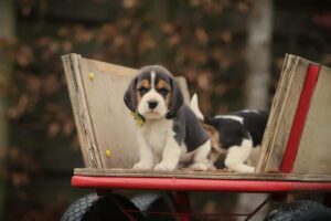 Chiot Beagle en bonne sante chez Woefkesranch Luxembourg