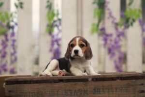 Chiot Beagle lors de ses premiers jours chez Woefkesranch Luxembourg