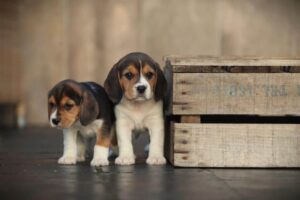 Chiot Beagle avec un caractere affectueux et joueur - Woefkesranch