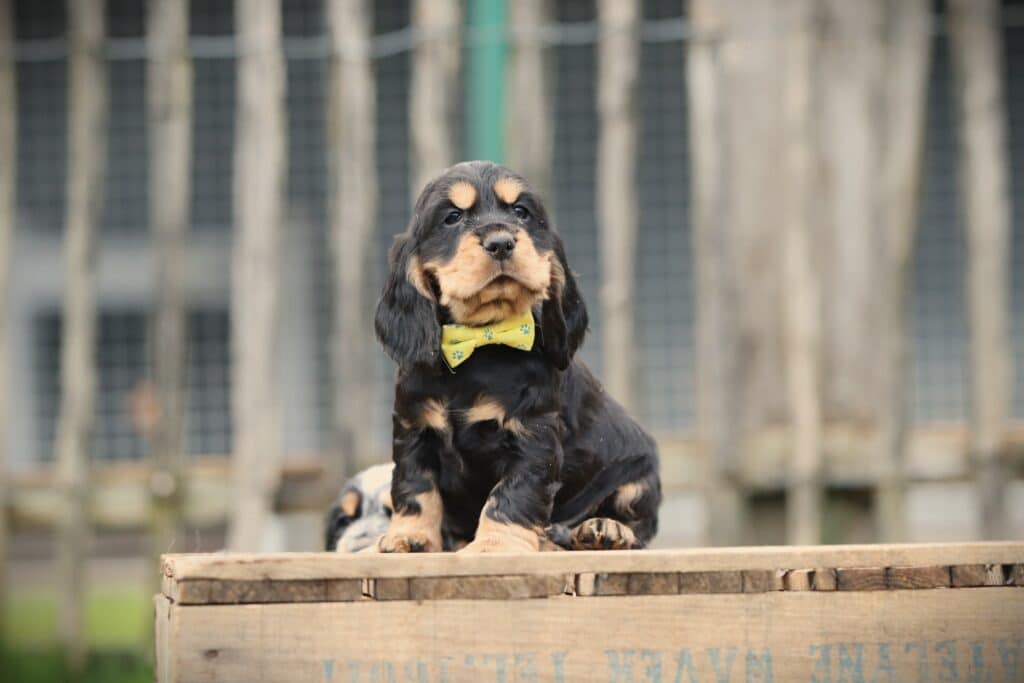 English Cocker Spaniel puppy at Woefkesranch Luxembourg - Engelse-Cocker-Spaniel-reu-7951-1