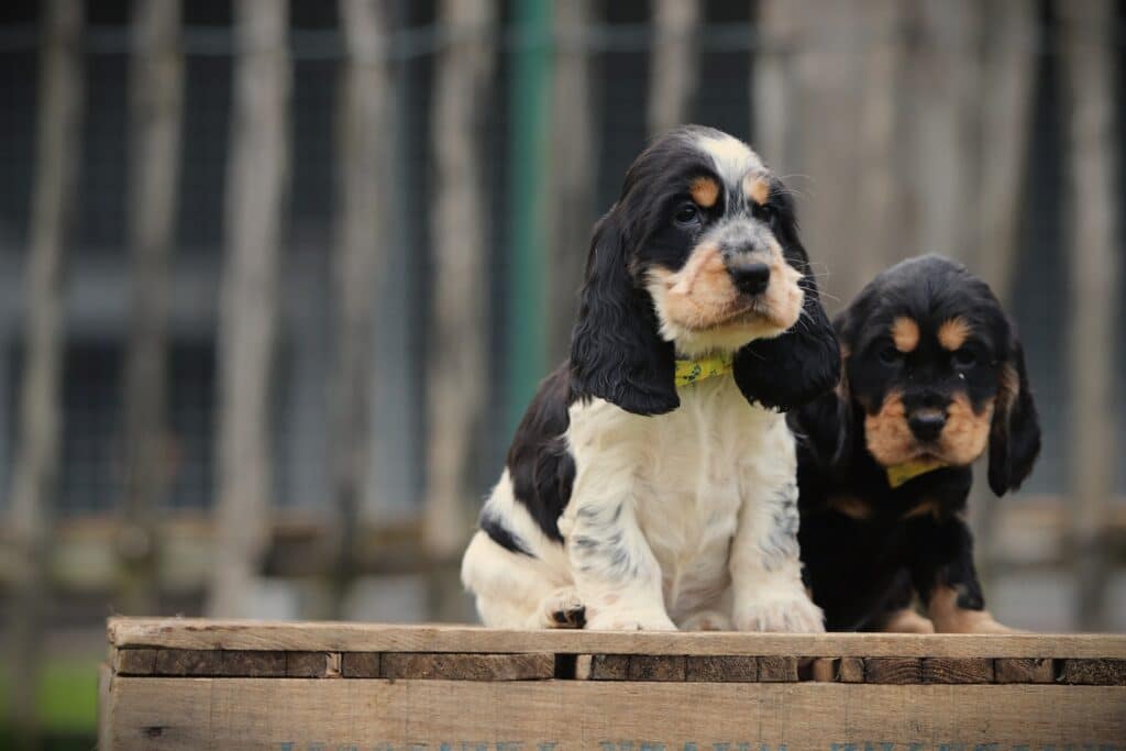 English Cocker Spaniel puppy at Woefkesranch Luxembourg - Engelse-Cocker-Spaniel-reu-8049-1