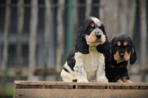 English Cocker Spaniel puppy at Woefkesranch Luxembourg - Engelse-Cocker-Spaniel-reu-8049-1