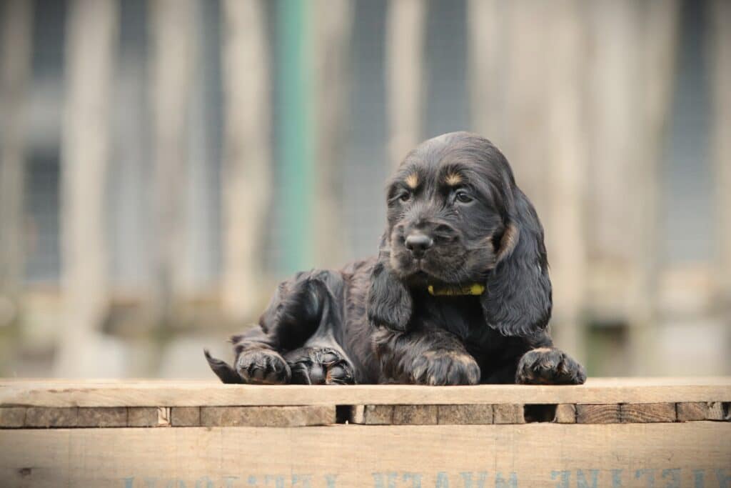English Cocker Spaniel puppy at Woefkesranch Luxembourg - Engelse-Cocker-Spaniel-reu-8052-1
