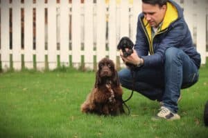 English Cocker Spaniel puppy at Woefkesranch Luxembourg - Engelse-Cocker-Spaniel-reu-8587-1