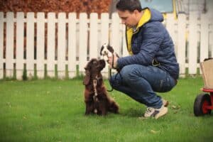 English Cocker Spaniel puppy at Woefkesranch Luxembourg - Engelse-Cocker-Spaniel-reu-8597