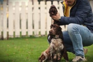 English Cocker Spaniel puppy at Woefkesranch Luxembourg - Engelse-Cocker-Spaniel-reu-8628