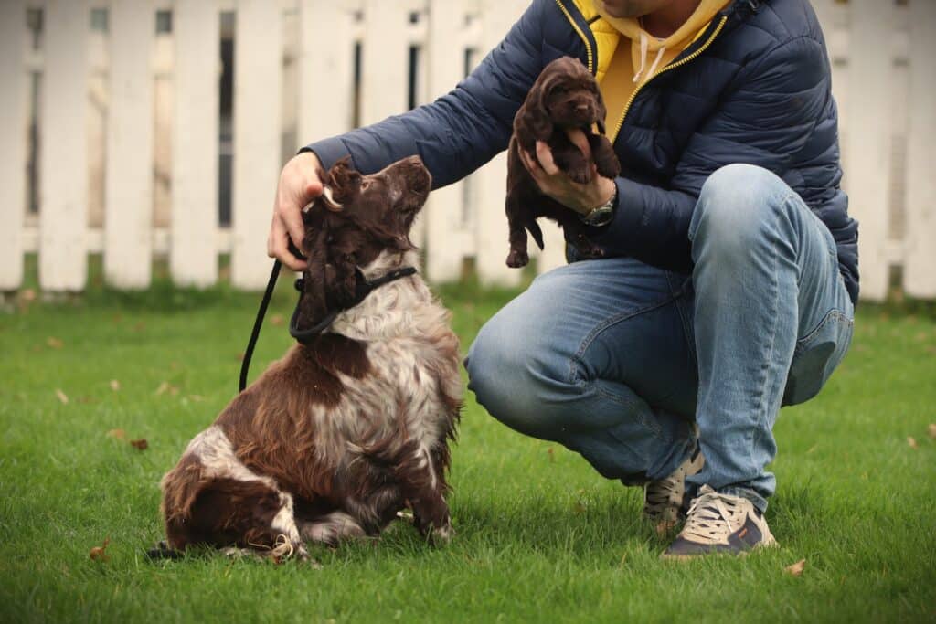 English Cocker Spaniel puppy at Woefkesranch Luxembourg - Engelse-Cocker-Spaniel-reu-8640