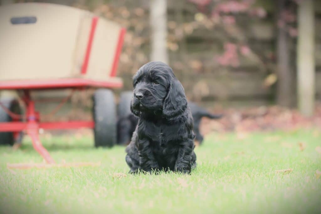 English Cocker Spaniel puppy at Woefkesranch Luxembourg - Engelse-Cocker-Spaniel-reu-8642-1