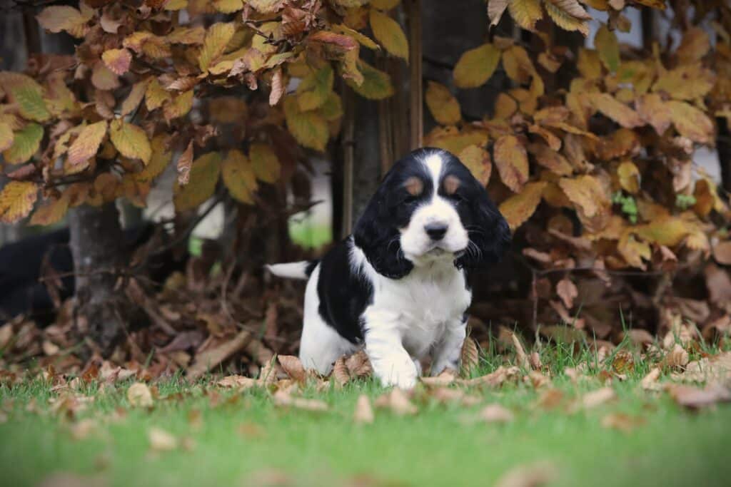 English Cocker Spaniel puppy at Woefkesranch Luxembourg - Engelse-Cocker-Spaniel-reu-8645-1