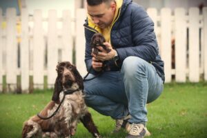 English Cocker Spaniel puppy at Woefkesranch Luxembourg - Engelse-Cocker-Spaniel-reu-8652