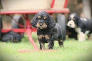 English Cocker Spaniel puppy at Woefkesranch Luxembourg - Engelse-Cocker-Spaniel-reu-8706-1