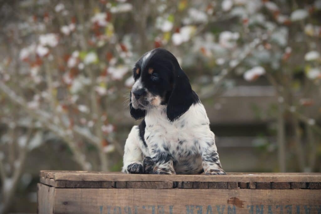 English Cocker Spaniel puppy at Woefkesranch Luxembourg - Engelse-Cocker-Spaniel-reu-8737-1